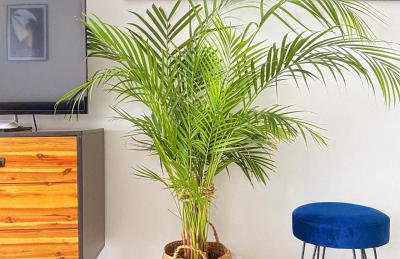 Apartament MONSTERA - Foto 1