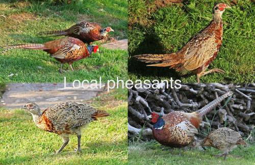 Caban Croeso-The Welcome Cabin, Holiday let, near Mansion House Llansteffan - Photo 18