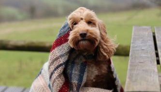 Lavender Pod at Mulino Lodge - Farm & Retreat - Foto 4