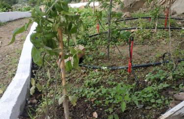 Villa Kotetsi - Rooms To Let - Volissos - Chios - Foto 17