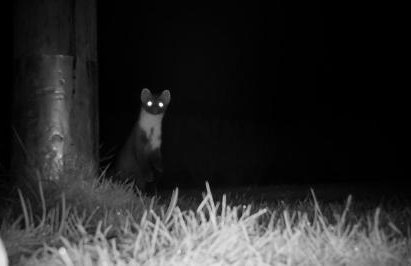 Craig Cottage - Photo 38