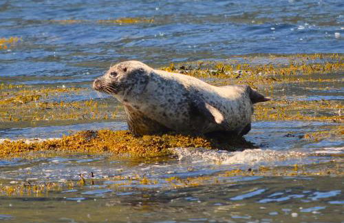 Corrie Apartment, Kinlochlaich House - Foto 20
