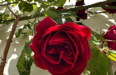 Treen House - Photo 27