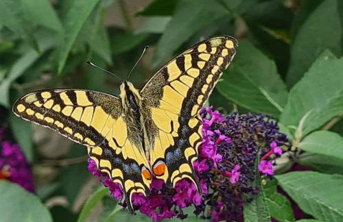 Gästewohnung My Secret Garden 2 - Keine Monteure - Foto 27