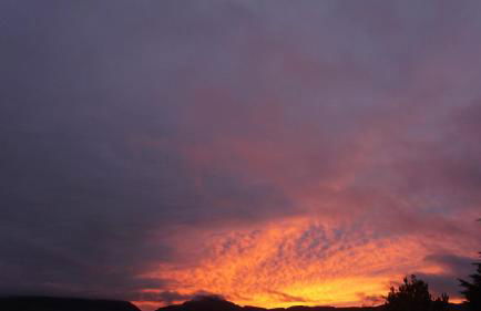 Shifty Chicken Shack - Foto 14