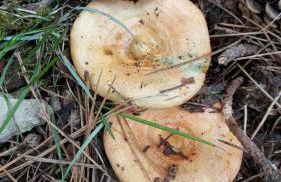 Casa Rural Cal Puyo - Foto 14