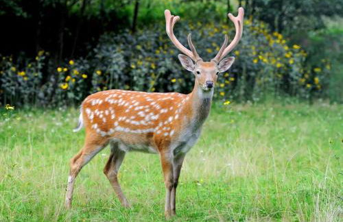 1 Bed in Gunnislake oc-54164 - Foto 27