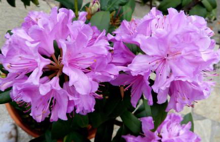 Casa vacanze Ester - Photo 52