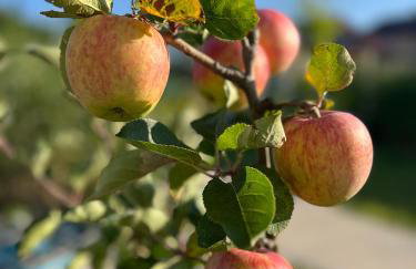 Apartamenty i pokoje nadmorskie - Owocowe Wzgórze - Foto 40