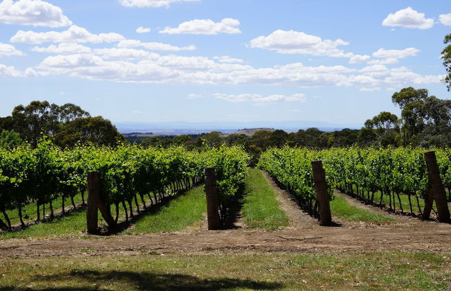 Gisborne Peak Winery Cottages - Foto 37