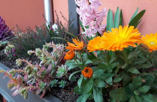 Apartaments y Habitacions Entre Volcans - Foto 32