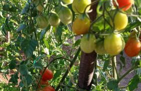 Apartamento en pleno Montseny Mas Romeu Turisme Rural - Foto 74