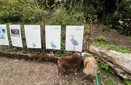 Blue Heron Sanctuary & Serene, river-front cottage - Foto 48