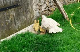 GITE ENTRE TERRES ET VIGNES à la ferme avec SPA privatif en CHAMPAGNE à une heure de Paris - Foto 34