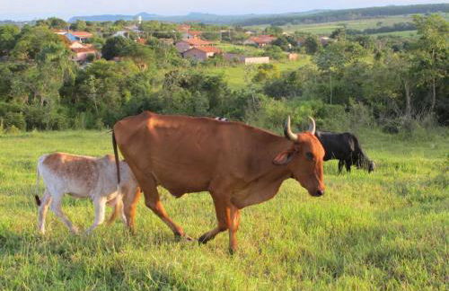 Swiss Chalet - Foto 16