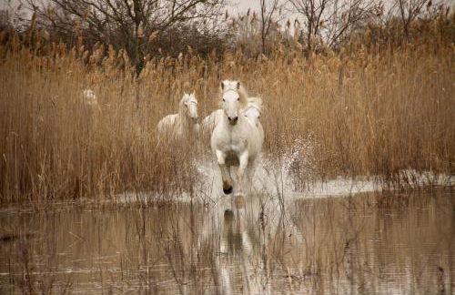 Mas Du Pont Rouge - Foto 54