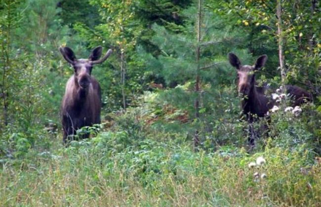 4 Person Holiday Home in Frandefors - Photo 7