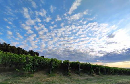 Villa panoramica sulle colline del Monferrato - Foto 49