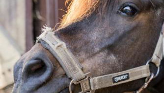 Ferienhaus Wiesenkiek - Bauernhof Hopp Vadersdorf - Foto 2