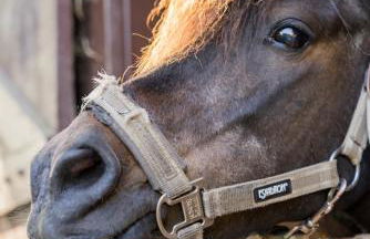 Ferienwohnung Fachwerkhaus - Westen oben - Bauernhof Hopp Vadersdorf - Foto 28