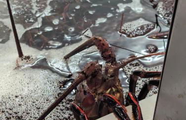 31 night required rental Waterfront penthouse 180 ocean view - Foto 14