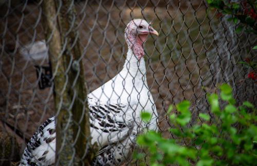 StorchenHof - Foto 32