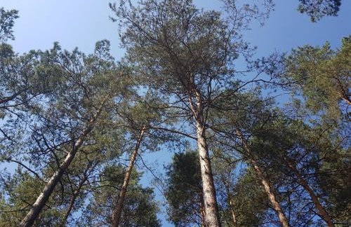 Smerekowiec Domek w lesie - Beskid Niski - Foto 33