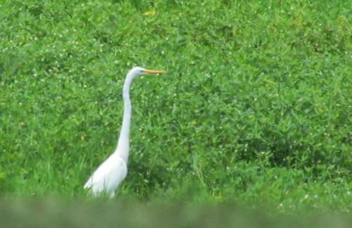 Little River Guest House at Tennessee RiverPlace - Foto 58