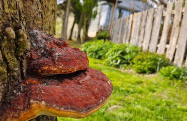 Domek na korcie - Foto 51