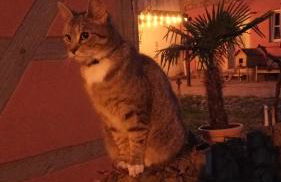 Ferienhaus in der historischen Altstadt von Angermünde - Foto 8