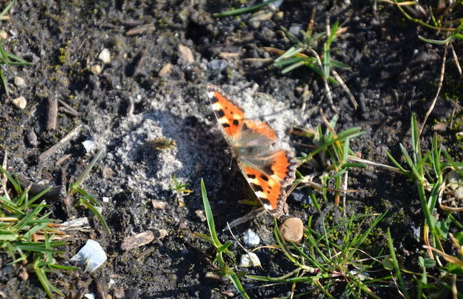 Comfortable Chalet Located in the Polder, Near Alkmaar - Foto 33