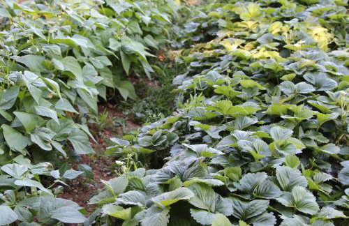 Studio apartment Lila - Foto 29