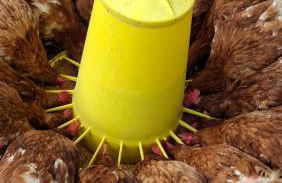 azienda agrituristica la torretta - Foto 2