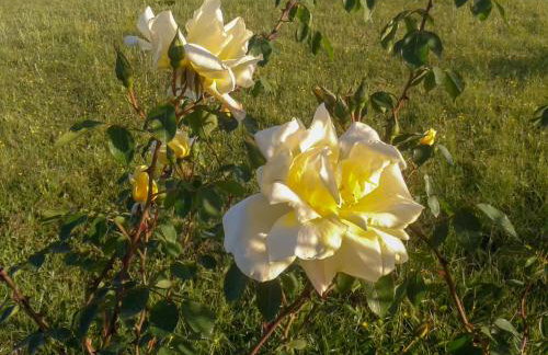 Aroggia Farm - Foto 67