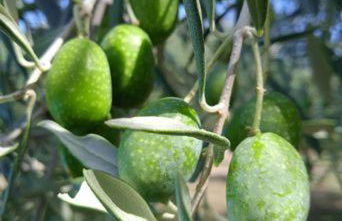 OUSTAOU DU GAYET gîte de charme avec piscine privée - Foto 40