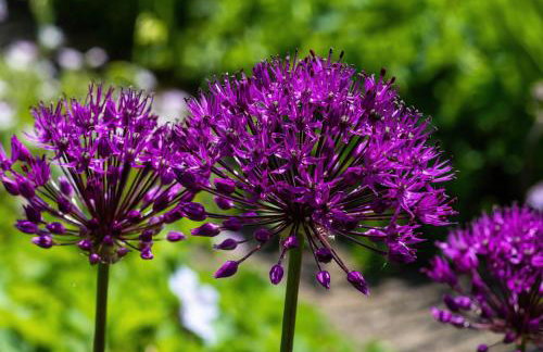 The Shire Luxury Converted Horse Lorry with private hot tub Cyfie Farm - Foto 13