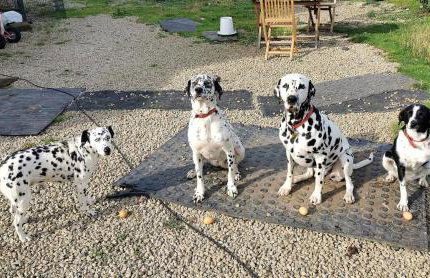 Glen Bay - 2 Bed Lodge on Friendly Farm Stay with Private Hot Tub - Foto 48