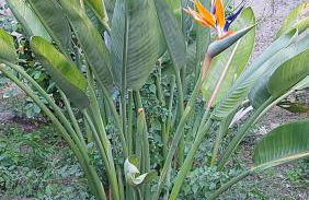 Home Green - Foto 25