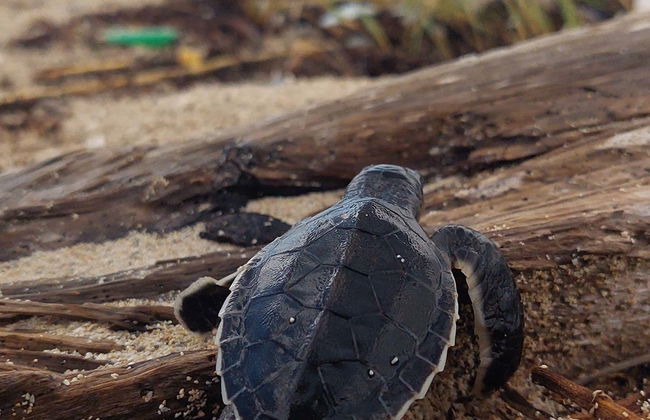 Excursion to Sandy Turtle Conservation Center - Foto 1