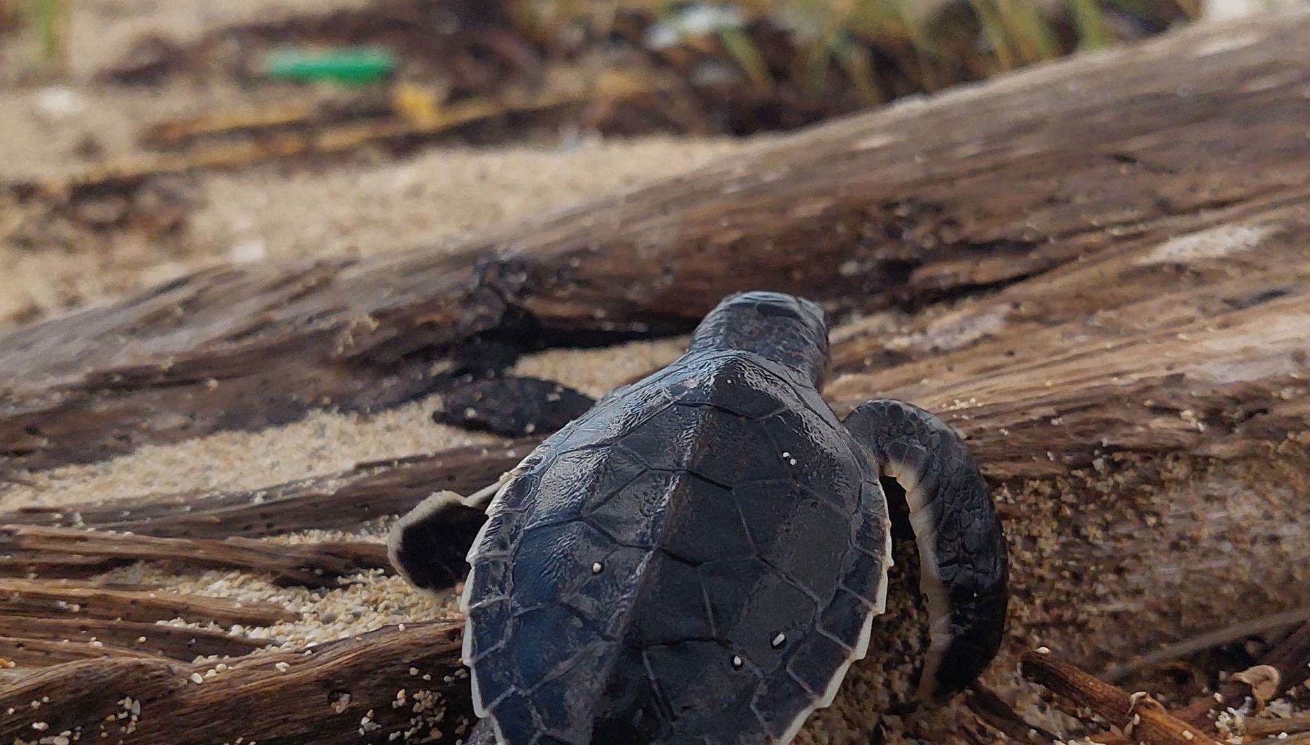 Excursion to Sandy Turtle Conservation Center