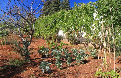 Apartments with a parking space Ugljan - 8416 - Foto 11