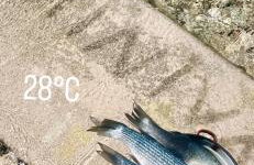 Apartment Stiniva - Foto 2