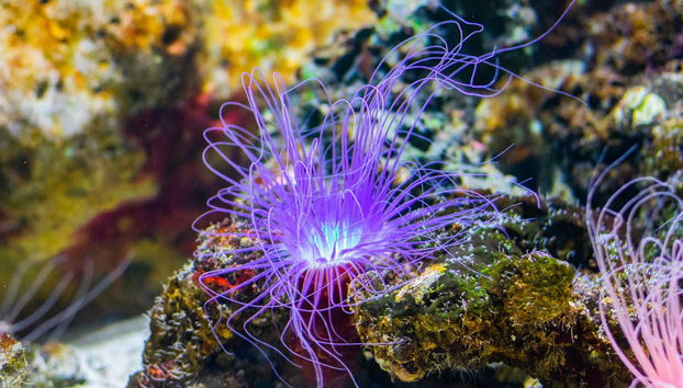 Scuba Diving in Maafushi - Foto 3