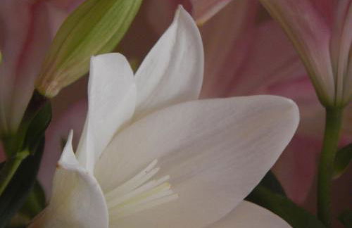 POLE POLE beautiful villa in Mati - Foto 28