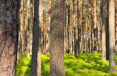 Forest Mood - Foto 61