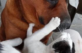 Oriente Dell'Etna - Foto 28