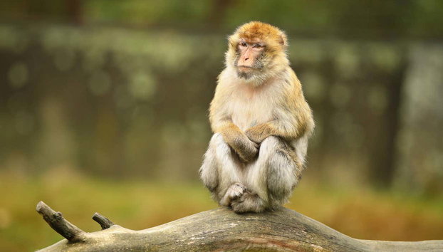 Excursión a la isla de James Bond en barco - Foto 4, Monkey World - 10th photo