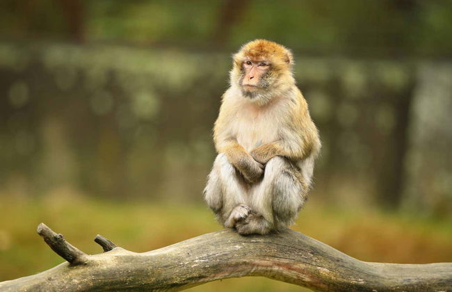 Excursión a la isla de James Bond y Krabi - Foto 9