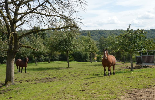 Teuven Farmhouse for 24 Guests - Foto 36