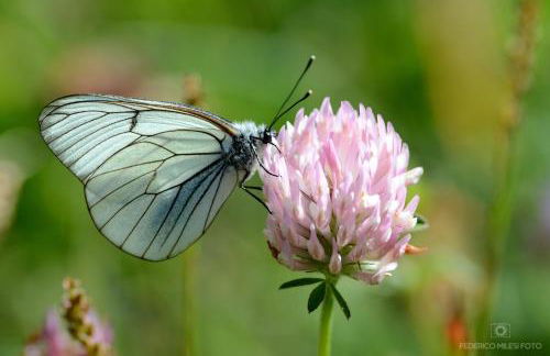 Chalet Tir Longë - Foto 44